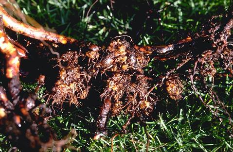 A rose shrub with abnormal, dense clusters of small roots, a disease called hairy root caused by infection with <i>Agrobacterium rhizogenes</i>.