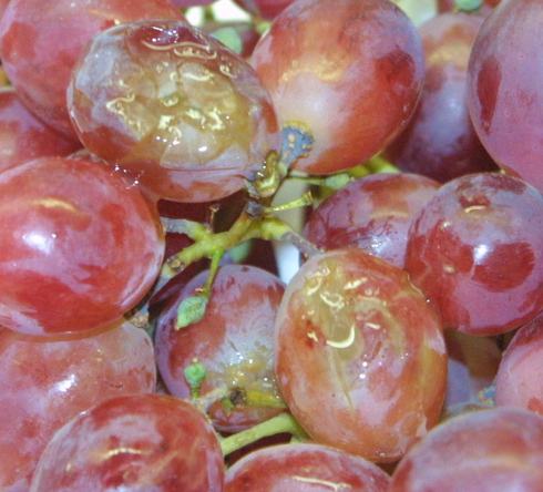 Watery discoloration, presence of hairline cracks on berry surface and general berry breakdown are all signs of non-Botrytis slip skin, a summer bunch rot associated disorder.