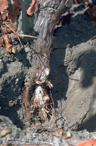 Armillaria root rot, oak root fungus.