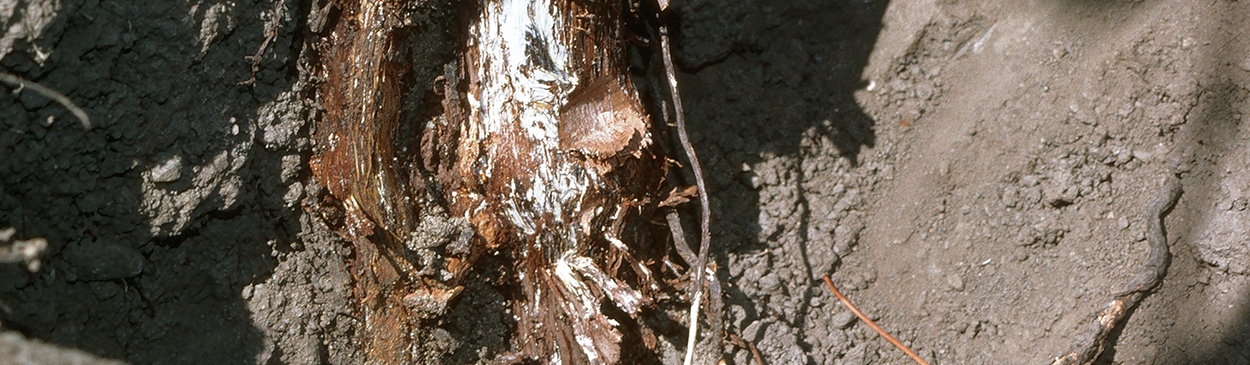 Exposure of the crown area of vines with Armillaria root rot reveals white mycelial fans of Armillaria mellea.