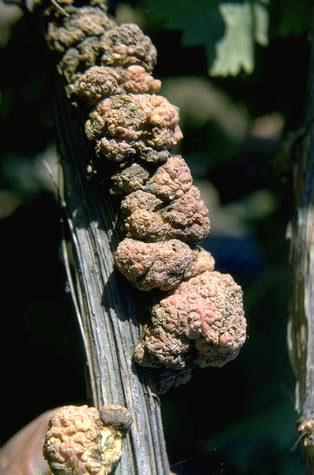 Trunk damaged by crown gall, black knot.