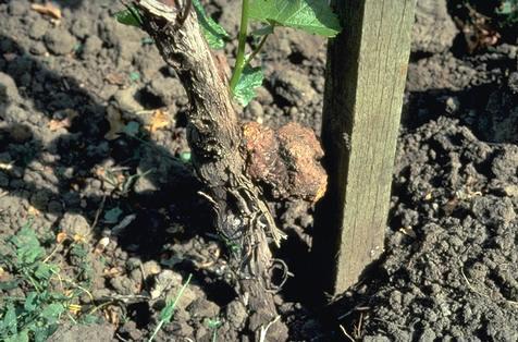 Trunk damaged by crown gall, black knot.