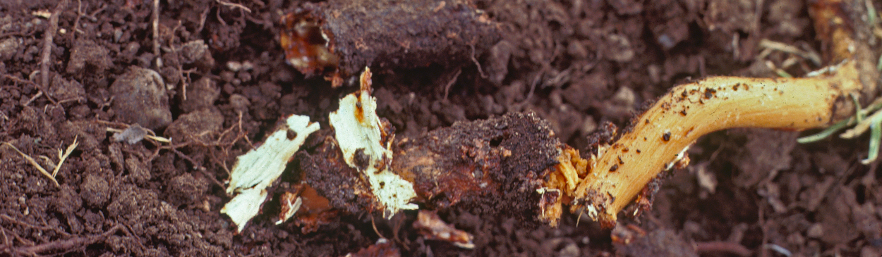 White mycelial plaques on kiwifruit roots caused by Armillaria root rot, Armillaria mellea.