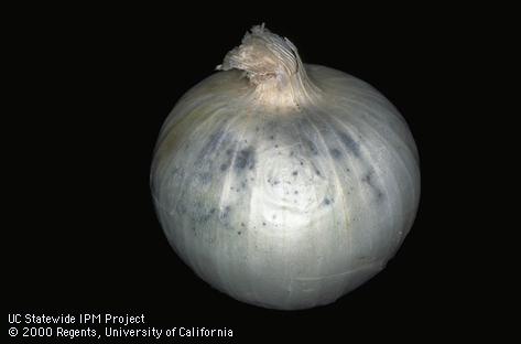 Black mold symptoms on onion.