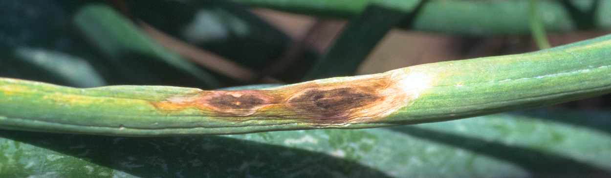 Purple blotch lesion on onion leaf.