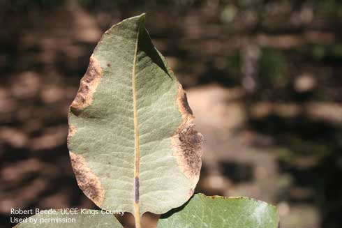 Black angular lesions of Alternaria late blight on pistachio leaves caused by <i>Alternaria alternata.</i>.