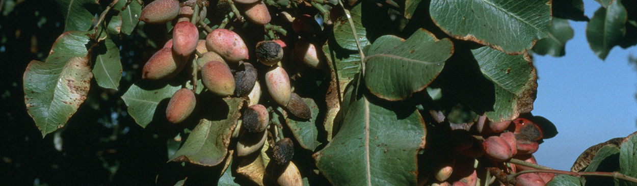 Alternaria late blight symptoms on pistachio leaves and fruit.