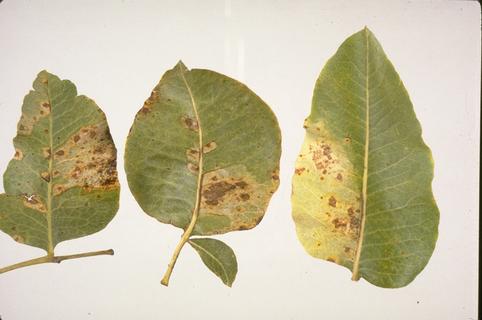 Alternaria late blight lesions on pistachio leaves.