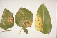 Alternaria leaf blight lesions on pistachio leaves.