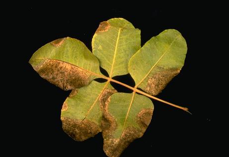 Alternaria late blight lesions turning black with sporulation.