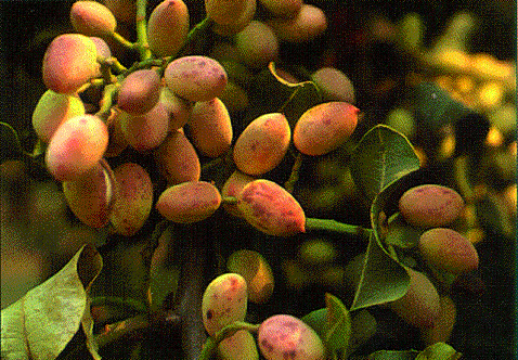 Alternaria late blight lesions on the surface of ripe pistachios.