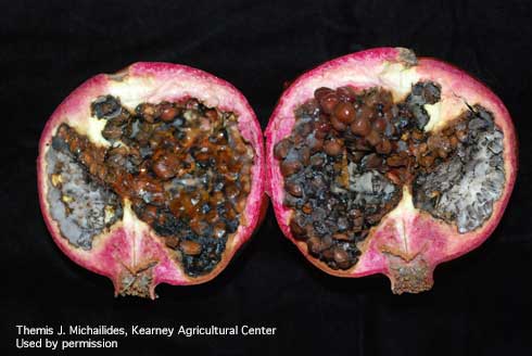 Fungus growing inside pomegranate fruit, a symptom of Alternaria fruit rot (black heart), caused by <i>Alternaria alternata</i> and related species.