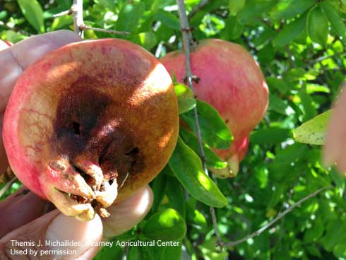 Yellowish to brownish-red discoloration on pomegranate fruit is a symptom of Aspergillus fruit rot caused by <i>Aspergillus niger.</i>.