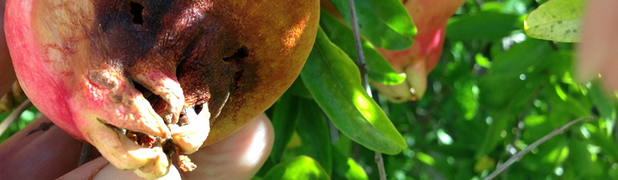 Yellowish to brownish-red discoloration on pomegranate fruit is a symptom of Aspergillus fruit rot caused by Aspergillus niger.