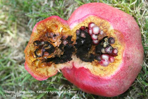 Aspergillus fruit rot fungus, <i>Aspergillus niger,</i> growing inside of pomegranate fruit.