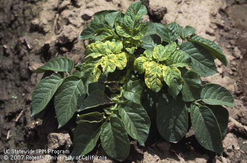 Foliage damaged by calico.