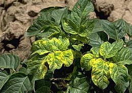 Yellow mottling of alfalfa mosaic virus   