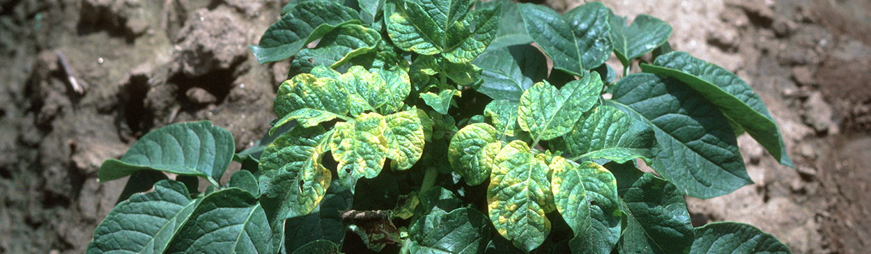 Calico symptoms caused by alfalfa mosaic virus.