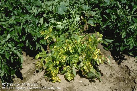 Calico symptoms of alfalfa mosaic virus.