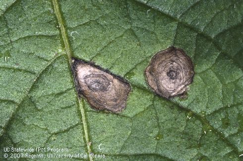 Foliage damaged by early blight.