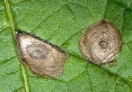 Early blight lesions on leaf