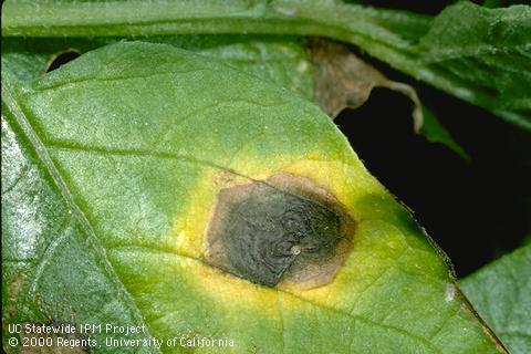 Foliage damaged by early blight.