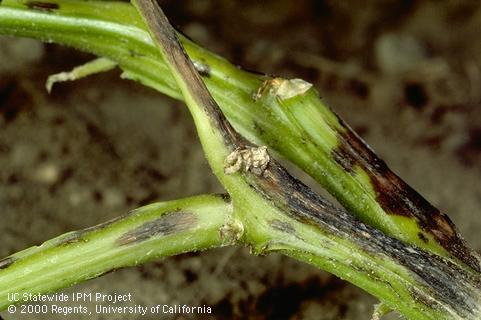 Severe brown lesions caused by early blight.