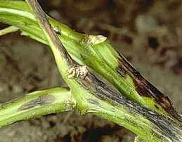 Lesions on stem