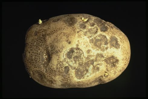 Tuber damaged by early blight.