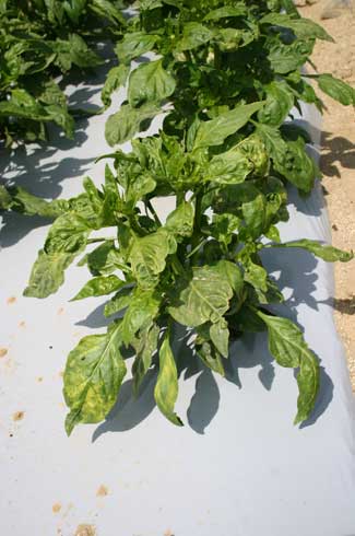 Pepper leaves showing a yellow mosaic caused by <i>Alfalfa mosaic virus.</i>.