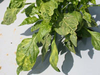 Pepper leaves showing a yellow mosaic caused by Alfalfa mosaic virus.