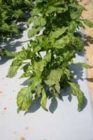 Pepper leaves showing a yellow mosaic caused by Alfalfa mosaic virus.