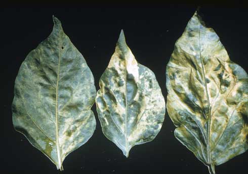 A yellow mosaic on pepper leaves is a symptom of <i>Alfalfa mosaic virus</i> infection.