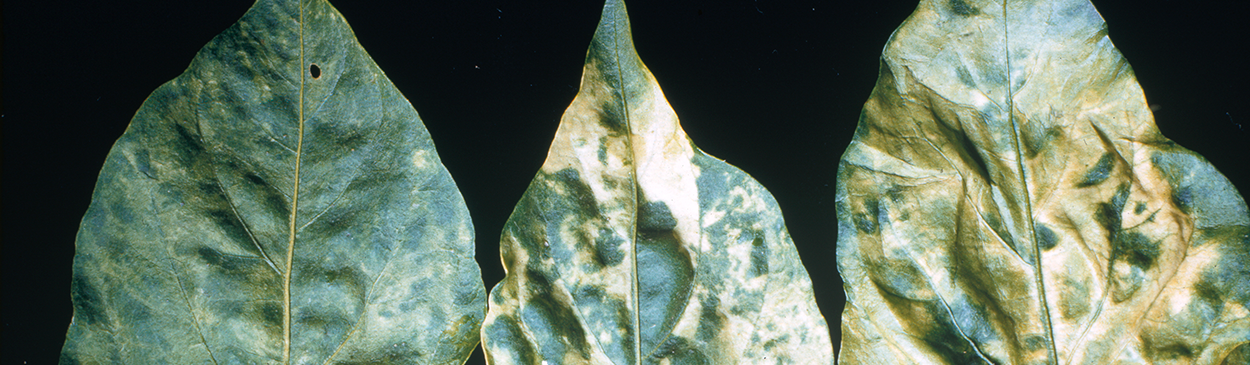 A yellow mosaic on pepper leaves is a symptom of Alfalfa mosaic virus infection.