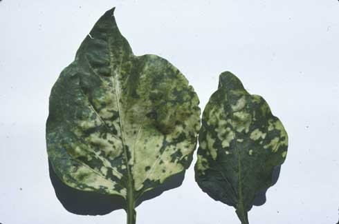 A whitish mosaic on pepper leaves is a symptom of <i>Alfalfa mosaic virus</i> infection.