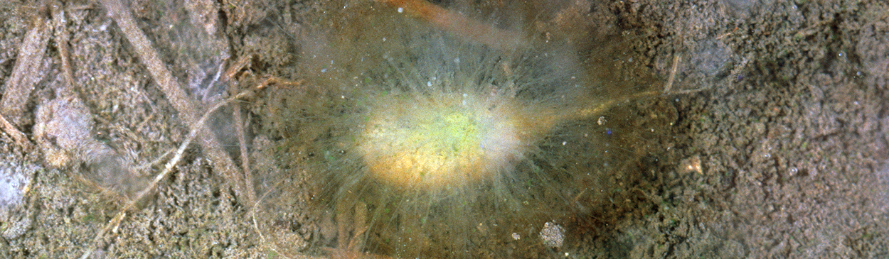 A halo of mycelium grows over the surface of seeds infected with seed rot and seedling disease.