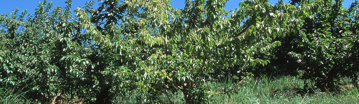 Pale foliage on one side of young cherry tree infected with Armillaria.