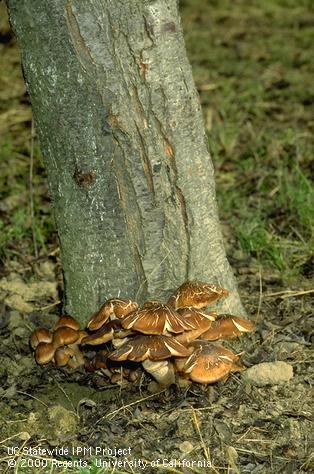 Fungus tissue of Armillaria root rot, oak root fungus.