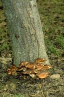 Armillaria root rot.