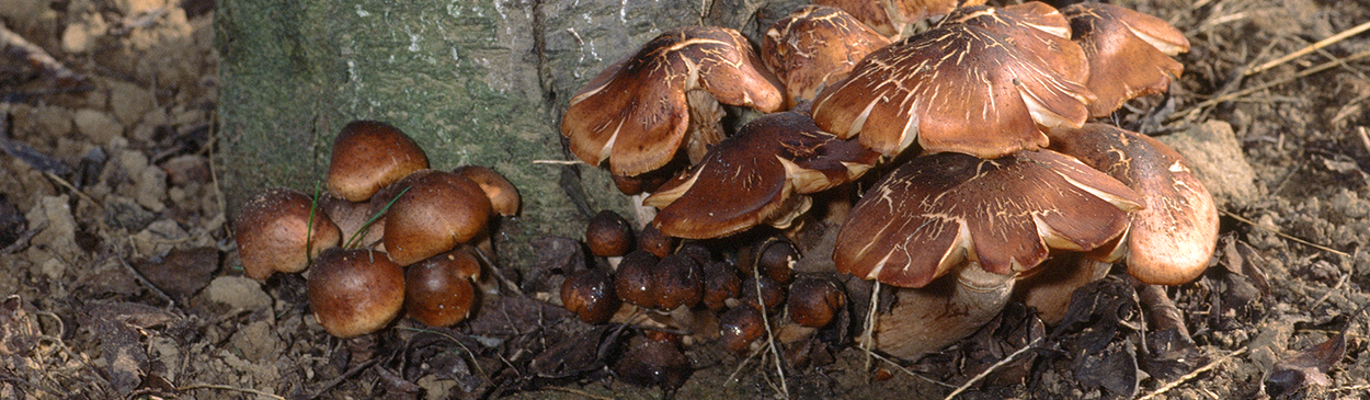 Mushrooms of Armillaria mellea, the cause of Armillaria root rot (oak root fungus).