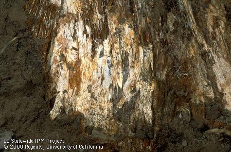 Fungus tissue of Armillaria root rot, oak root fungus.