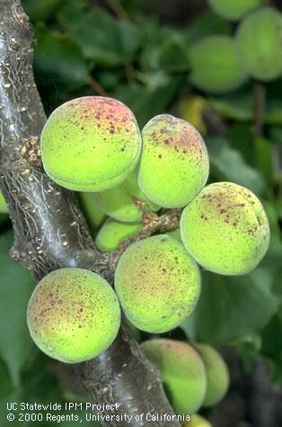 Advanced symptoms of fog spot on green apricots.