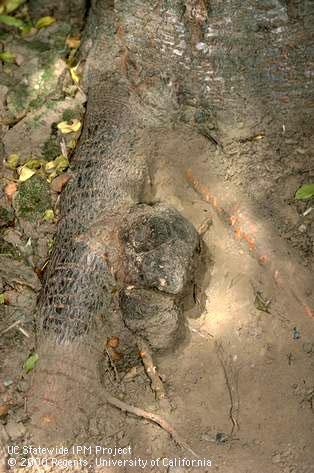 Crown damaged by crown gall, black knot.