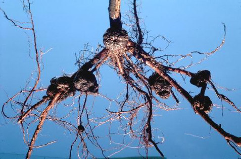 Crown gall symptoms on the roots of a seedling peach tree.