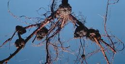 Galls on roots