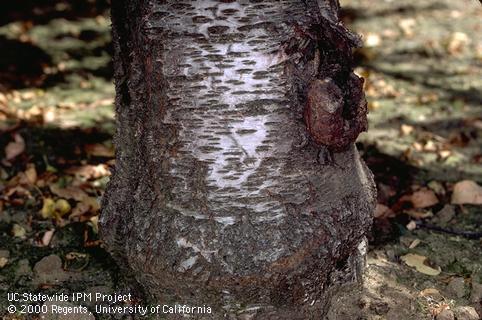 Trunk damaged by crown gall, black knot.