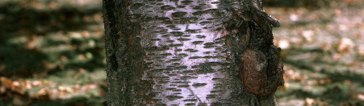 Crown gall near base of tree.