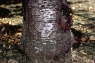 Crown gall damage to cherry trunk