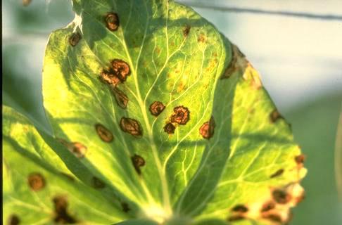 Ascochyta leaf spot symptoms on pea leaf.