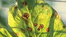 Ascochyta blight symptoms on pea leaf